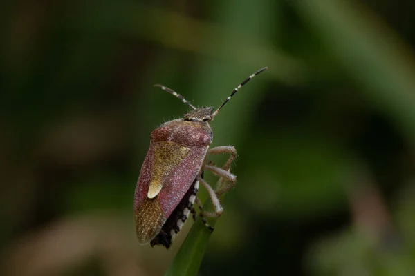 Sebuah Gambar Closeup Dari Bug Sloe Bertengger Alang Alang Hijau — Stok Foto