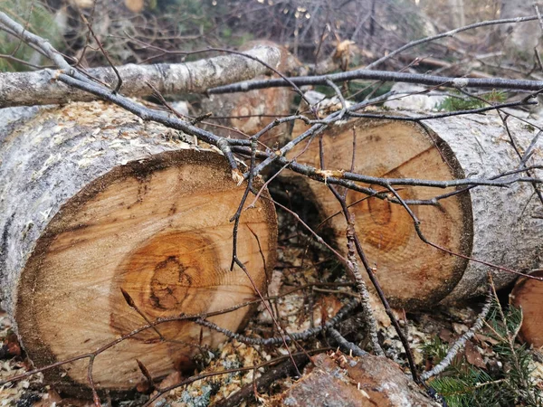 Eine Nahaufnahme Von Geschnittenen Holzstämmen Wald — Stockfoto