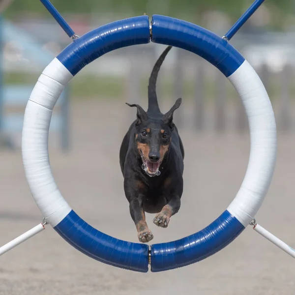 Primo Piano Manchester Terrier Che Salta Attraverso Anello Dell Agilità — Foto Stock