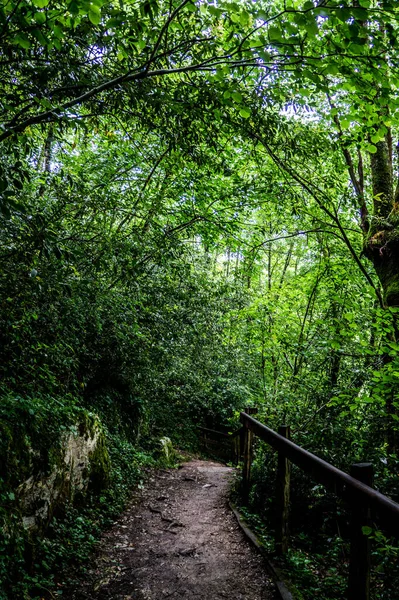 Вертикальный Кадр Тропы Окруженный Деревьями Лесу — стоковое фото