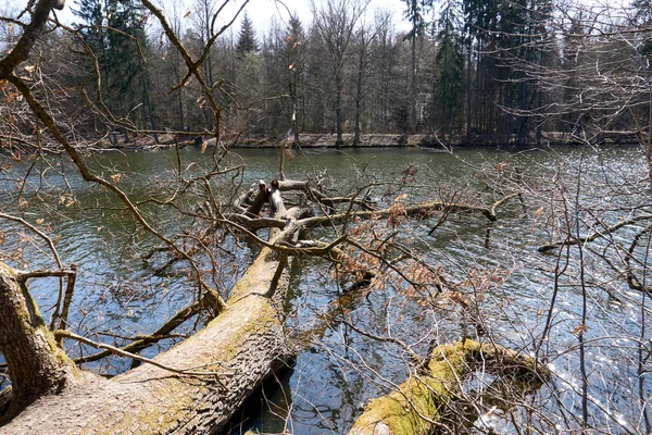 Ein Umgestürzter Trockener Baum Über Einem Fluss — Stockfoto