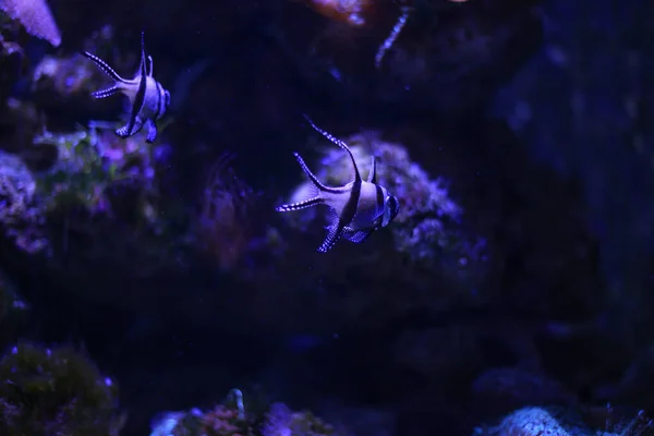 Closeup Shot Exotic Fishes Swimming Aquarium — Stock Photo, Image