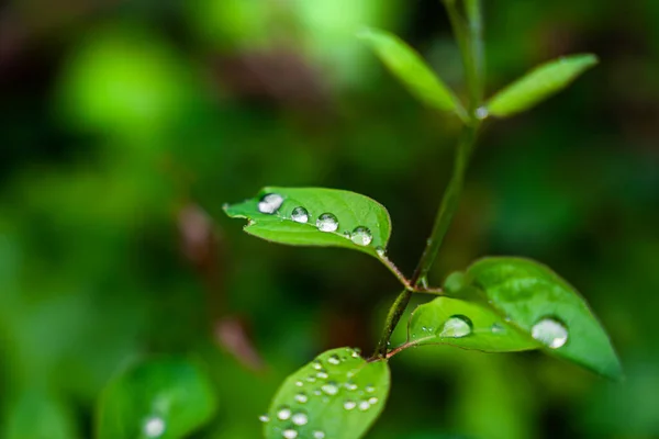 Primer Plano Las Hojas Plantas Verdes Con Gotas Agua Día — Foto de Stock