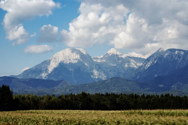 Een Prachtig Landschap Van Pijnbomen Zichtbaar Achter Wazige Struiken Bled — Stockfoto