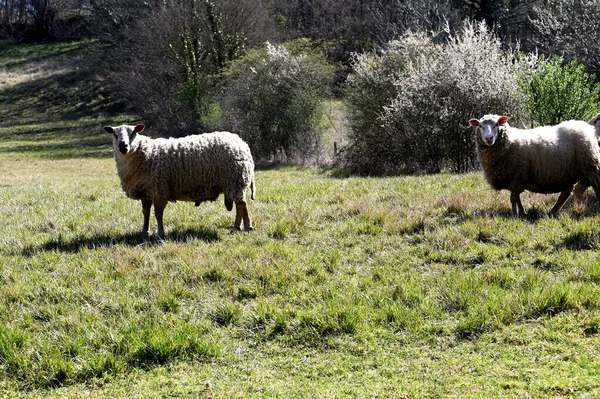 Zvířata Vyfocená Centru Francie — Stock fotografie