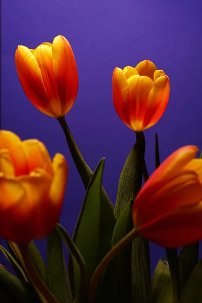 Tiro Vertical Belas Tulipas Multicoloridas Isoladas Fundo Roxo — Fotografia de Stock