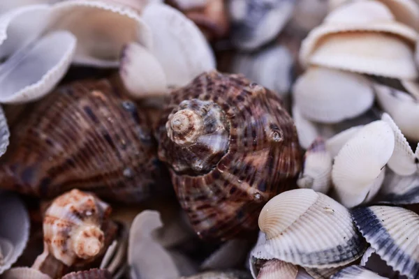 Closeup Shot Seashells Beach — Stock Photo, Image