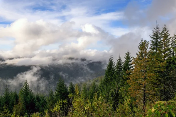 Una Vista Panorámica Bosque Secuoyas Norte California —  Fotos de Stock