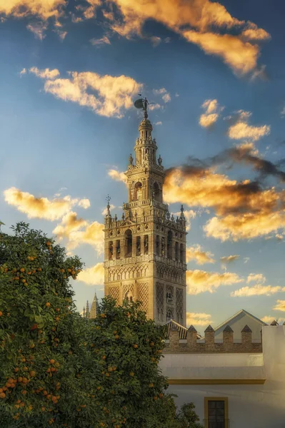 Sevilla Daki Giralda Kulesi Avludaki Portakal Ağaçları — Stok fotoğraf