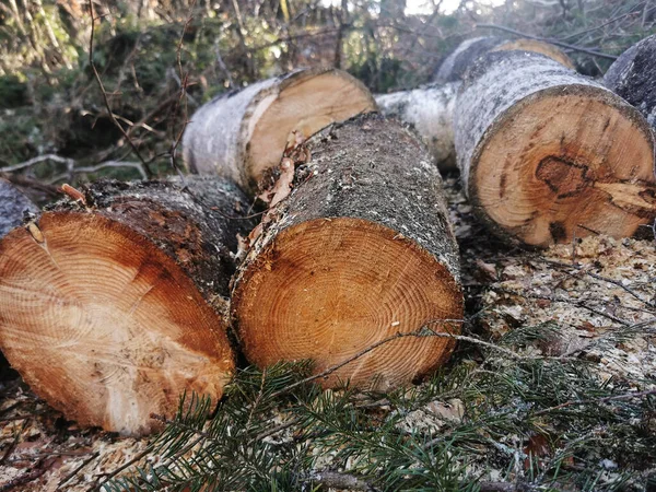 Primer Plano Troncos Madera Cortados Bosque —  Fotos de Stock