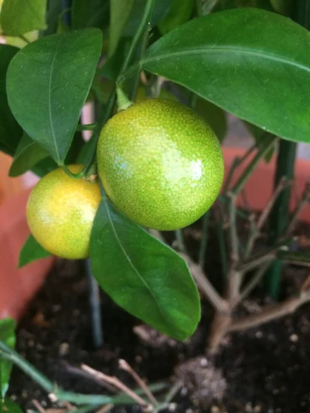 Селективный Снимок Лимонного Дерева Горшке Несколькими Фруктами — стоковое фото