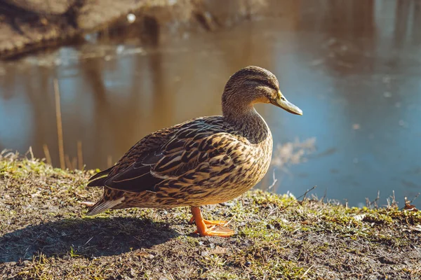 湖畔一只可爱的鸭子的特写镜头 — 图库照片