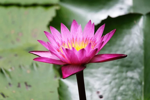 Tiro Macro Uma Flor Lótus Rosa Vibrante Contra Fundo Folhas — Fotografia de Stock