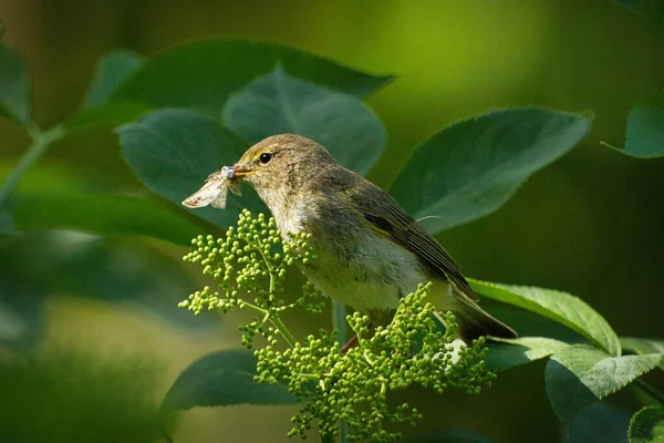 Tiro Close Mockingbird Verde Pálido Comendo Néctar Uma Planta Uma — Fotografia de Stock