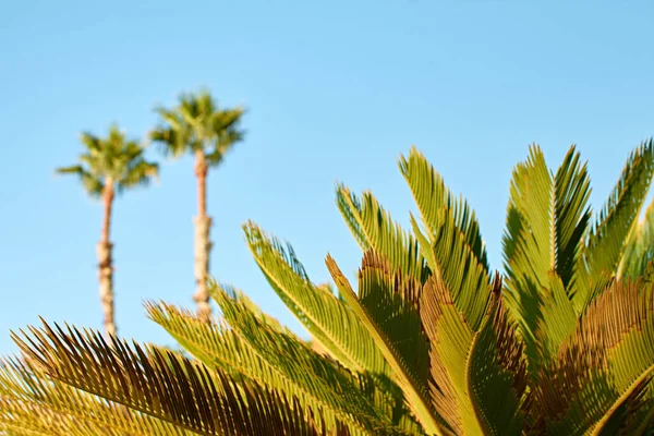 Mavi Gökyüzüne Karşı Palmiye Ağaçlarının Seçici Odak Noktası — Stok fotoğraf