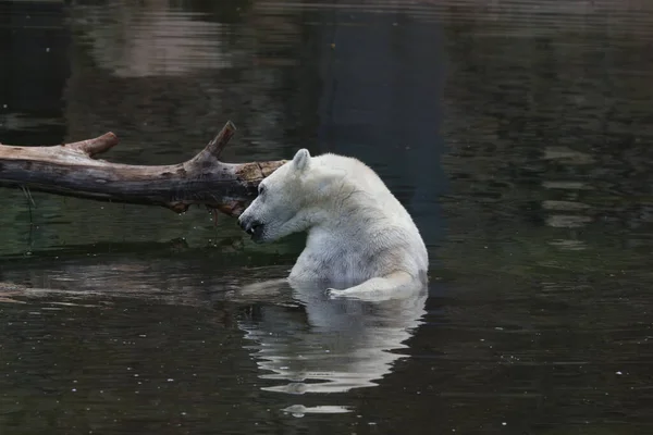 冷たい水の中を泳ぐ白熊 — ストック写真