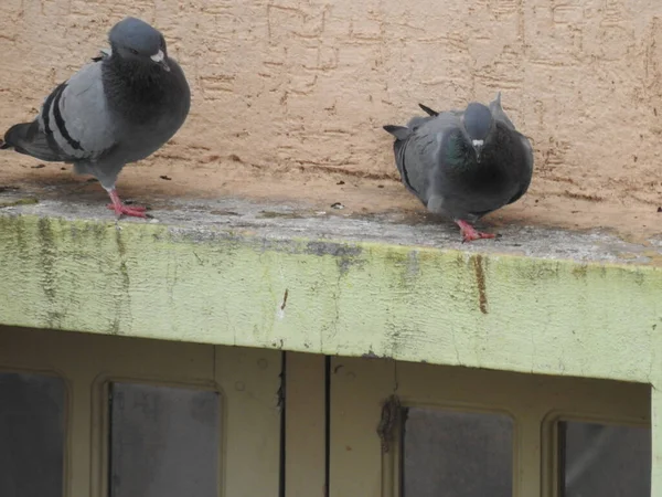 Eine Nahaufnahme Von Zwei Schönen Grauen Tauben Die Der Wand — Stockfoto