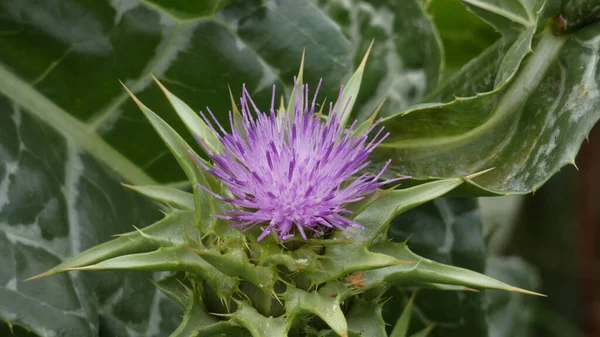 Primer Plano Una Flor Púrpura Sobre Fondo Hojas Verdes —  Fotos de Stock