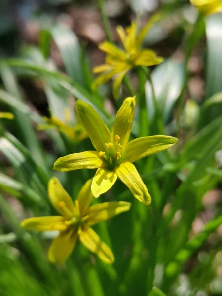 Selective Focus Shot Yellow Star Bethlehem Flowers Garden — Stock Photo, Image