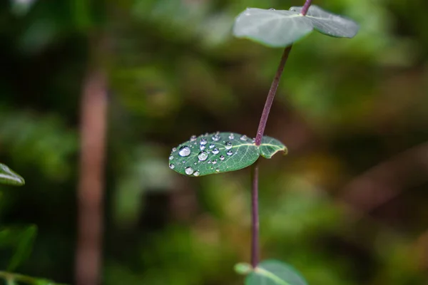 雨の日に緑の植物の葉に水が落ちる — ストック写真