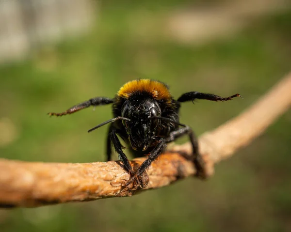 Крупный План Пчелы Ветке Дерева Фоне Боке — стоковое фото