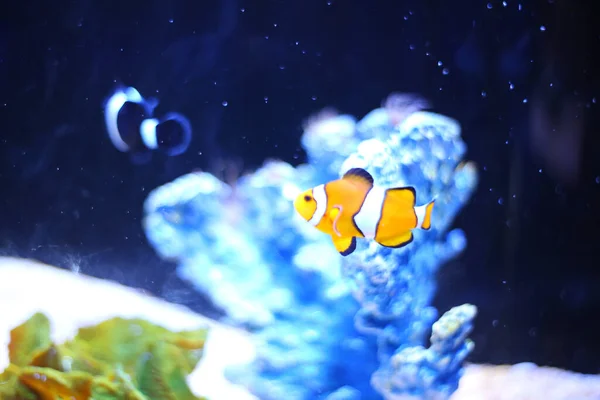 Een Close Opname Van Een Clownfish Zwemmen Het Aquarium — Stockfoto