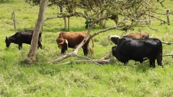 Cows Grazing Green Meadow Sunny Day — Stock Video