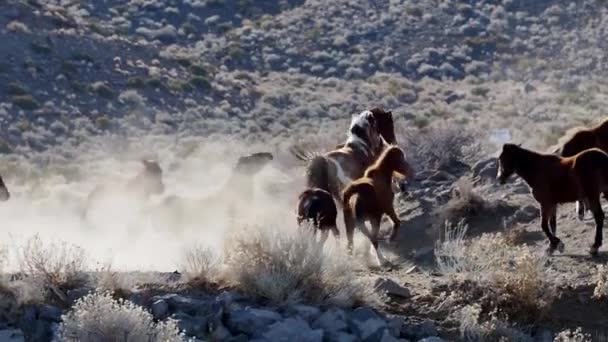 馬の放牧や草原でのギャロップの群れ — ストック動画