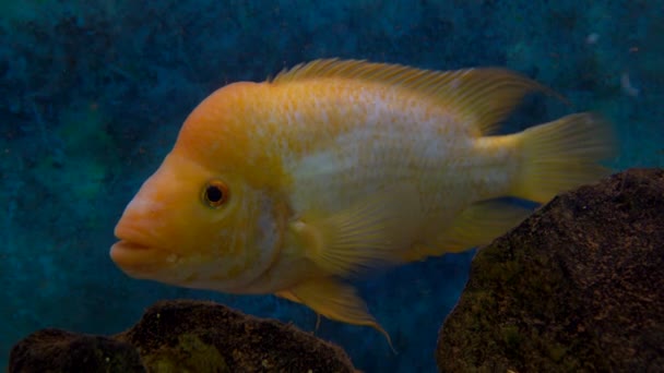 Beaux Poissons Nageant Dans Piscine — Video