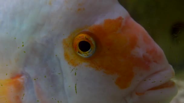 Όμορφο Ψάρι Που Κολυμπάει Στην Πισίνα — Αρχείο Βίντεο