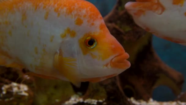 Mida Amphilophus Citrinellus Pesce Che Nuota Mare Girato — Video Stock