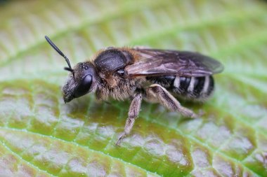 A female of one of the largest furrow bees (Lasioglossum majus) perched on a green leaf clipart