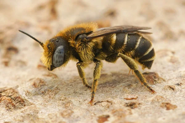 Zbliżenie Błękitnookiego Samca Kręgosłup Pszczoła Murarska Osmia Spinulosa Gard Francja — Zdjęcie stockowe