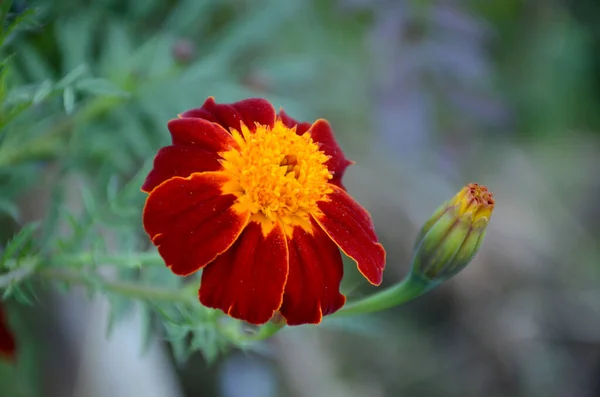Eine Selektive Fokusaufnahme Einer Roten Ringelblume Mit Grünen Blättern Garten — Stockfoto