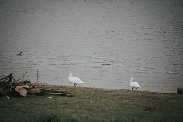 Deux Cygnes Blancs Sur Plage — Photo