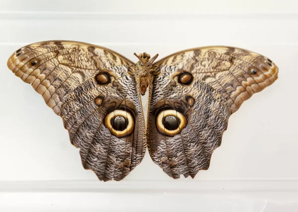 Primer Plano Una Mariposa Búho Aislada Sobre Fondo Blanco —  Fotos de Stock