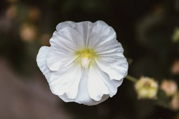 Μια Κορυφαία Άποψη Ενός Λευκού Τριαντάφυλλου Μολόχα Λουλούδι Ένα Θολό — Φωτογραφία Αρχείου
