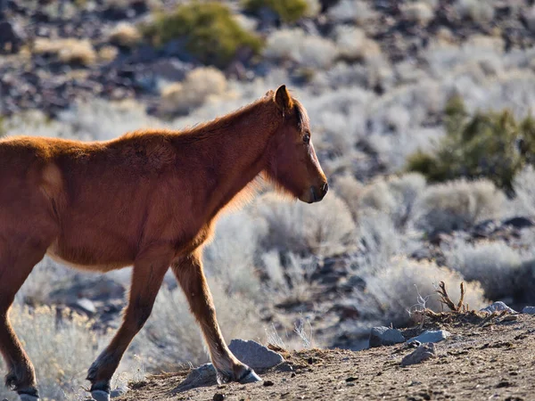 Une Belle Vue Sur Cheval Marchant Sur Sol Près Des — Photo