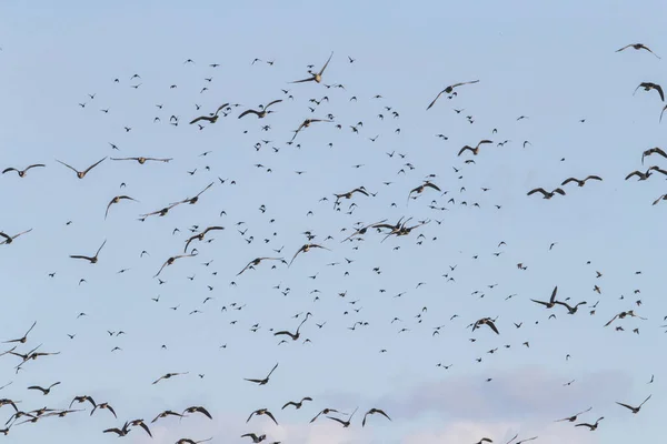 Lovitură Closeup Păsări Care Zboară Sub Cerul Albastru Luminos — Fotografie, imagine de stoc