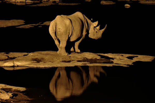 Wild Rhinoceros Waterhole Africa — Stock Photo, Image