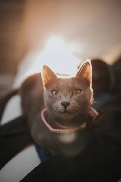 一只戴蝴蝶结领带的可爱灰猫的近照 — 图库照片
