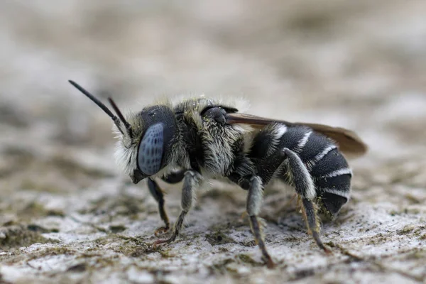 Eine Blauäugige Männliche Stachelmauerbiene Osmia Spinulosa Gard Frankreich — Stockfoto