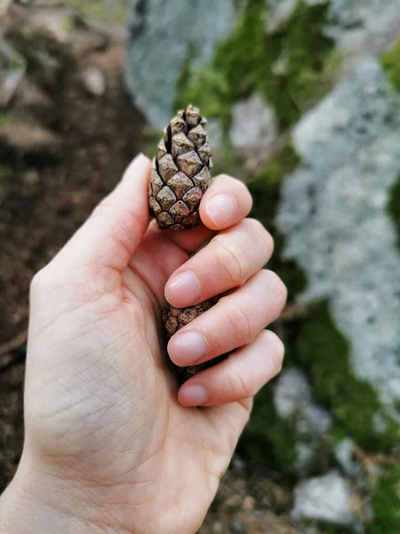 Eine Nahaufnahme Einer Hand Die Tannenzapfen Auf Einem Unscharfen Hintergrund — Stockfoto