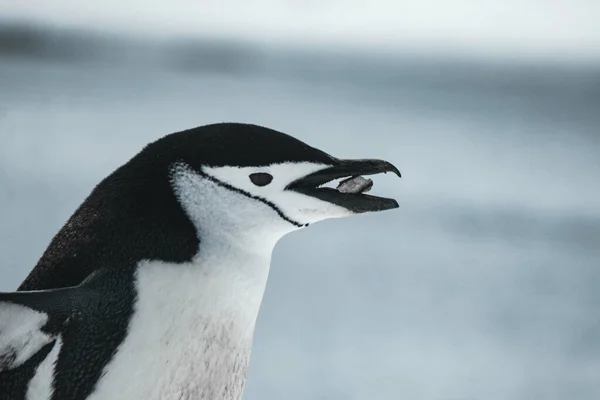 Ein Pinguin Auf Dem Zugefrorenen Strand — Stockfoto