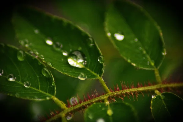 Selective Focus Shot Green Leaves Water Droplets Top — Stock Photo, Image