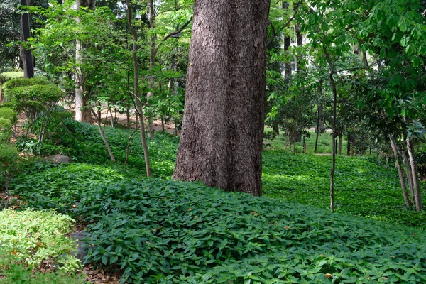 Una Foresta Con Alberi Verdi Una Giornata Sole — Foto Stock