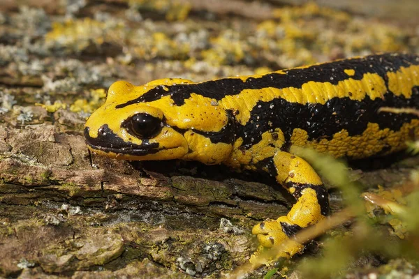 Salamandra Bernardezi Color Amarillo Brillante Superficie Madera —  Fotos de Stock