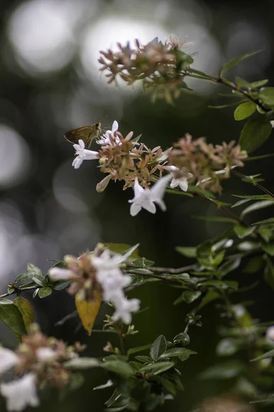 Tiro Vertical Flores Abelia — Fotografia de Stock