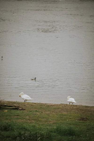 Tiro Vertical Dois Cisnes Brancos Costa Lago — Fotografia de Stock