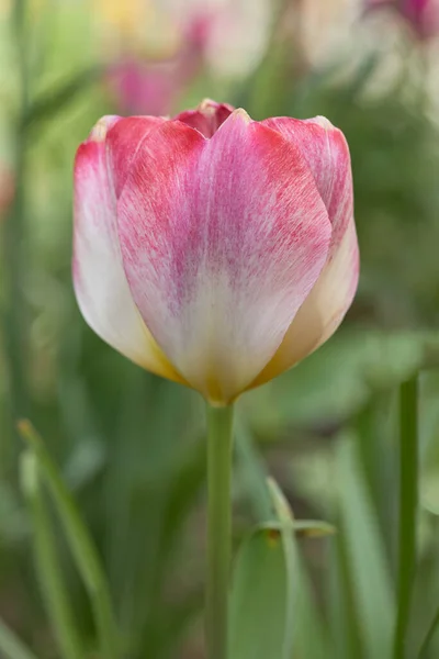 Plano Vertical Tulipa Montisandre Rosa Floreciente — Foto de Stock